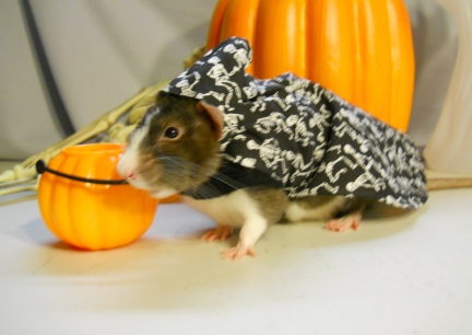 Little Mac - Haloween Photo Shoot 8-11-11